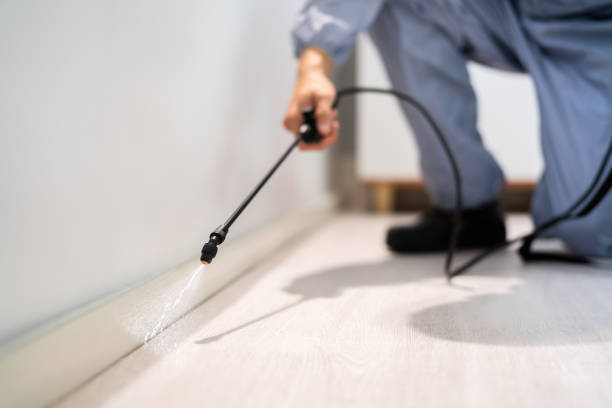 Licensed Wasp Removal service in Bloomingdale, TN - Show Me Pest Control
